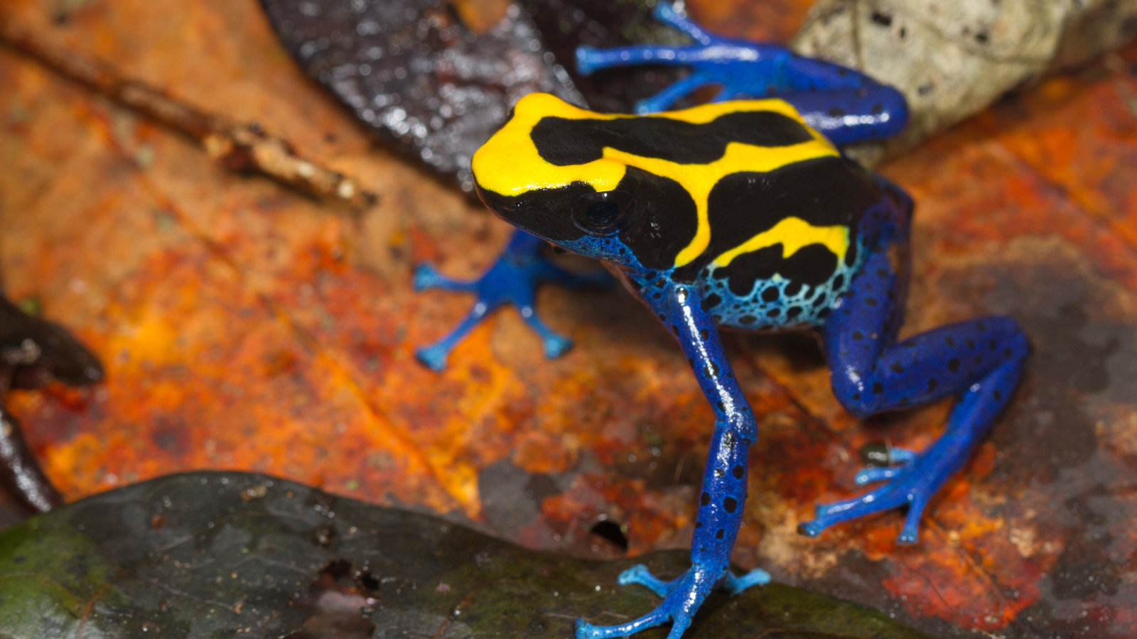 16 Deadly Poison Frogs