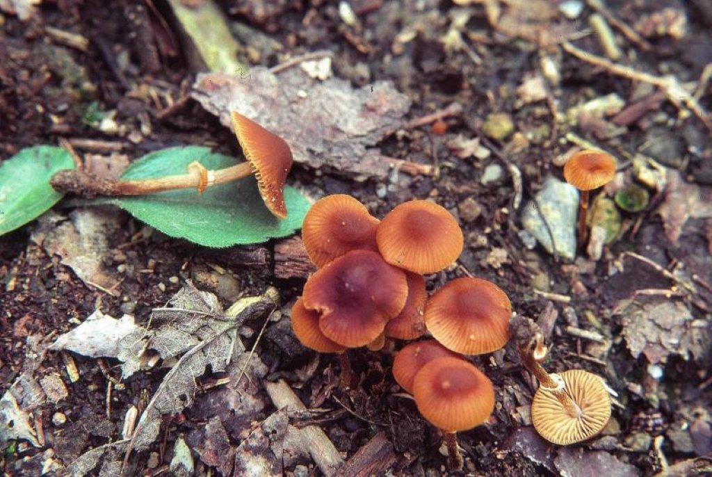 Top 8 Poisonous Mushrooms