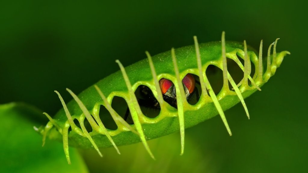 Carnivorous Plants That Actually Trap Animals