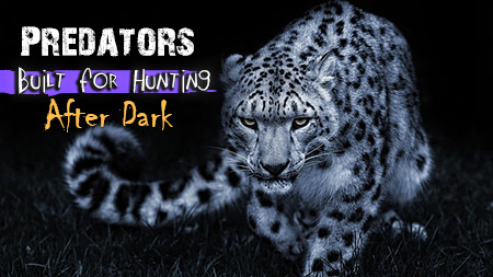 Predators Built for Hunting After Dark