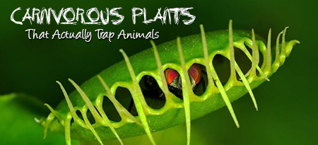Carnivorous Plants That Actually Trap Animals