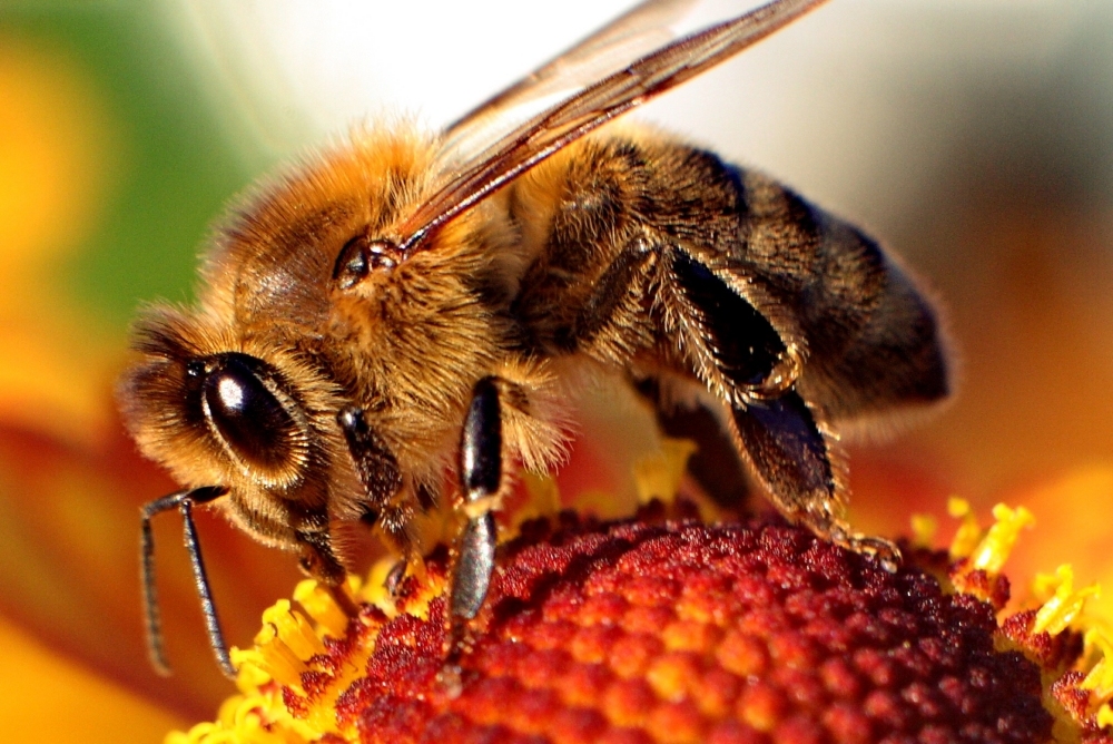 What to do after bee or wasp sting