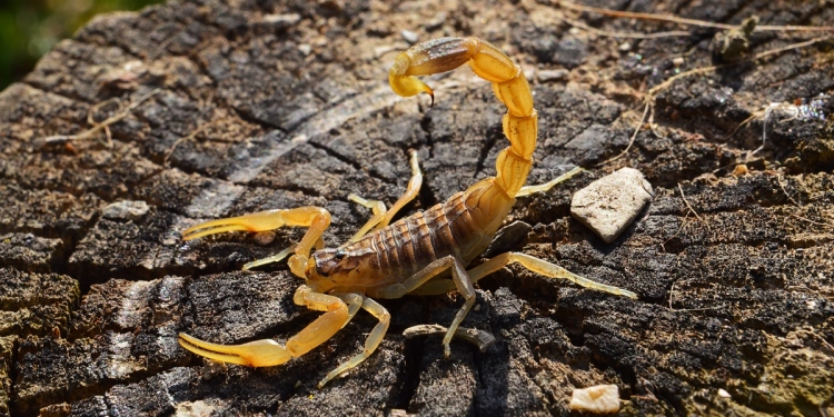 6 Worst Scorpions in the World